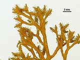 Dettaglio dei ricettacoli rivestiti da una matrice mucillaginosa che trattiene le oosfere